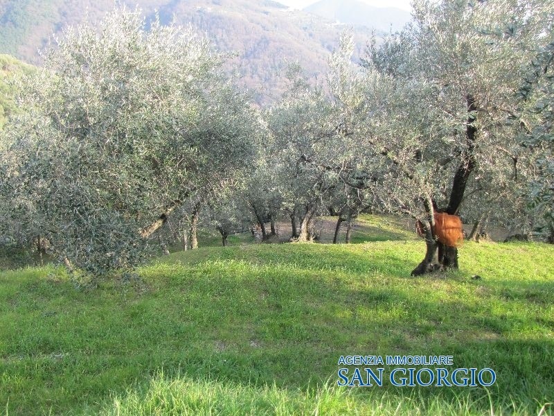  sarzana vendita quart: sarzana immobiliare-san-giorgio